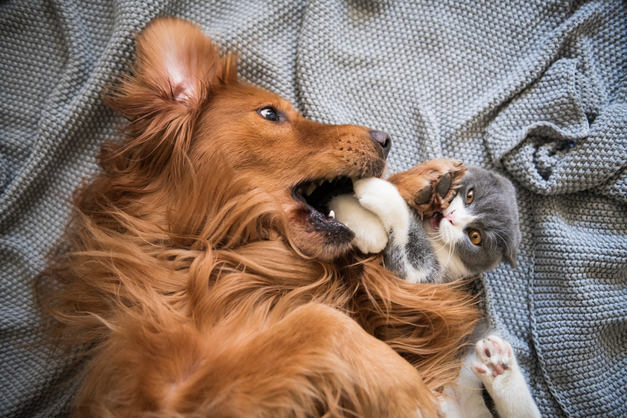 The Golden Hound and the kitten are playing animals